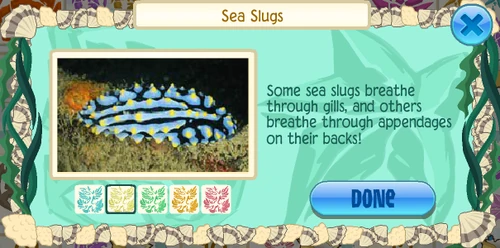 Varicose sea slug (Phyllidia varicosa)