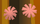 PomPomsPetFrilledLizard.png