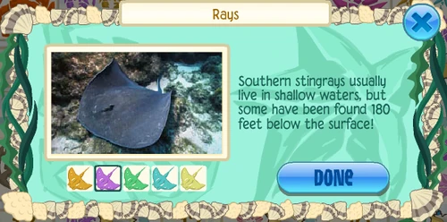 Southern stingray (Hypanus americanus)
