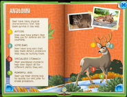 Deer Minibook 4