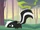Pet Skunk