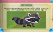 New Animal - Raccoon Solved