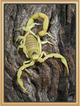 NewScorpionPhoto.png