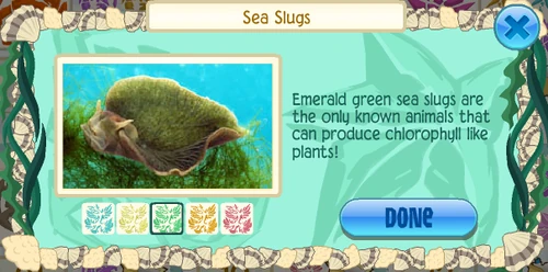 Green sea slug (Elysia chlorotica)