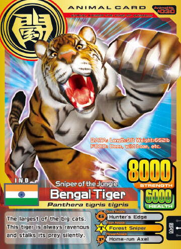 Bengal Tiger | Animal Kaiser Wiki | Fandom