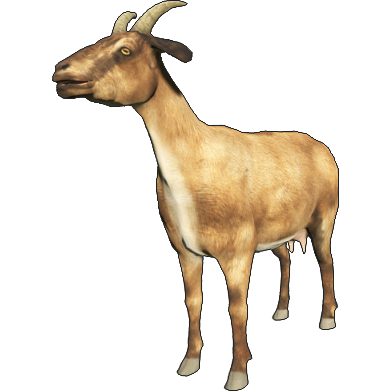 Oberhasli Goat - The Livestock Conservancy
