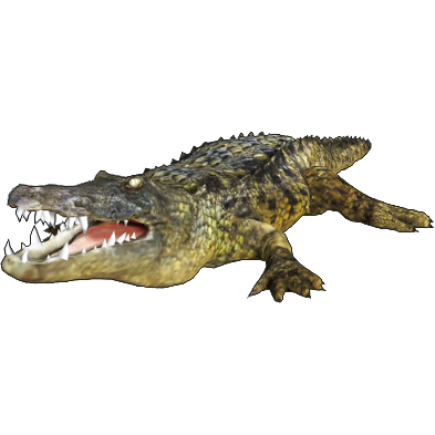 Nile Crocodile | Animallica Wiki | Fandom
