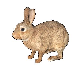 European Rabbit | Animallica Wiki | Fandom