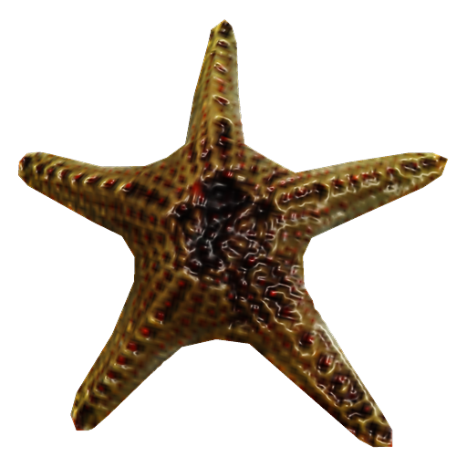 Starfish - Wikipedia