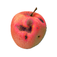 Rotten Apples - Wikipedia