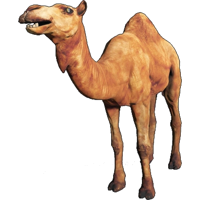 Dromedary Camel | Animallica Wiki | Fandom