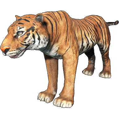 Tiger - Wikipedia