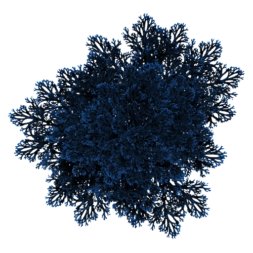 Blue Coral Animallica Wiki Fandom