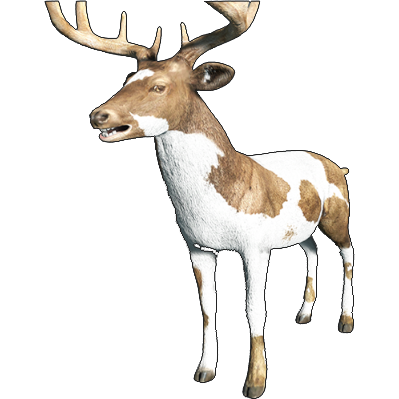 White-tailed Deer | Animallica Wiki | Fandom