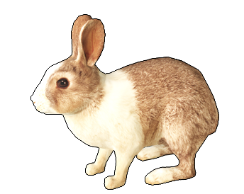 Dutch Rabbit Animallica Wiki Fandom