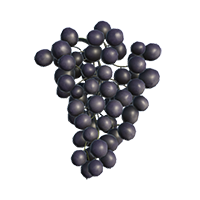 Elderberries | Animallica Wiki | Fandom