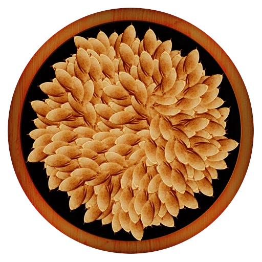 Cucumber Seeds Animallica Wiki Fandom