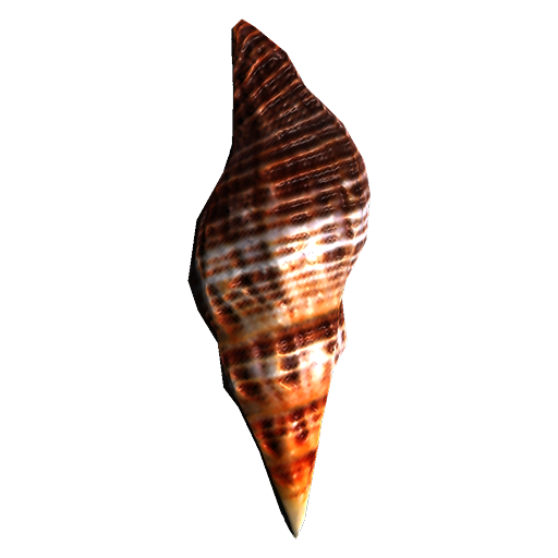 Seashell - Wikipedia