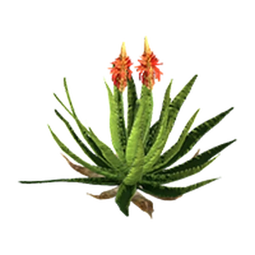 food for air plants Tillandsia Air Plant Fertilizer main image 1