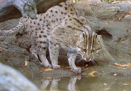 Fishing Cat, Animal of the world Wiki