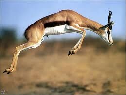 Gazelle foot online