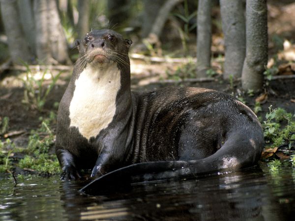 Giant River Otter Animal Of The World Wiki Fandom