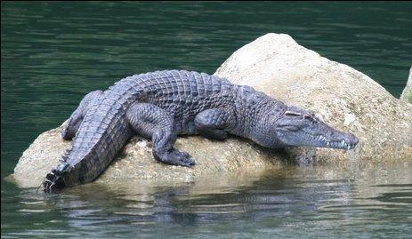 Philippine Crocodile | Animal of the world Wiki | Fandom