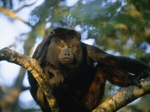 Howler Monkey