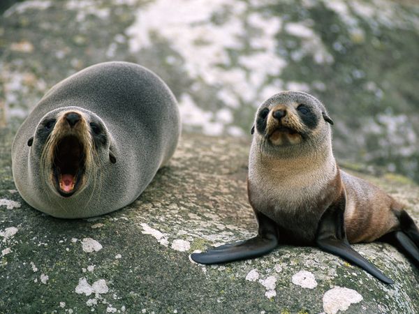 Fur Seal | Animal of the world Wiki | Fandom