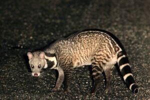 Large Indian Civet