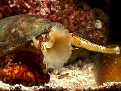 Geographic Cone Snail | Animal of the world Wiki