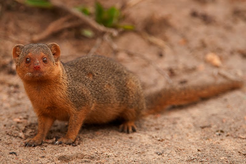 Dwarf Mongoose Animal Of The World Wiki Fandom