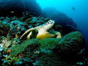 Green Sea Turtle