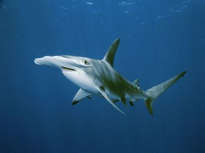 Hammerhead Shark ., Animal of the world Wiki