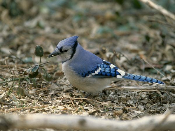 Mysterious Migration of Blue Jays