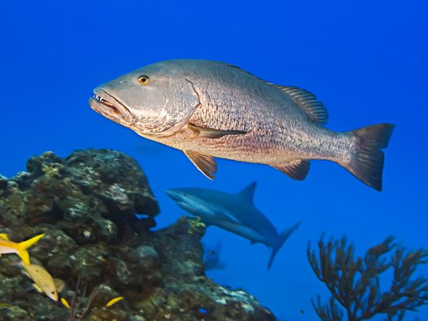 Cubera Snapper  National Geographic