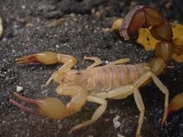 Scorpion - Wikipedia
