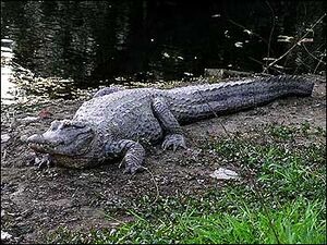 Chinese alligator - Wikipedia