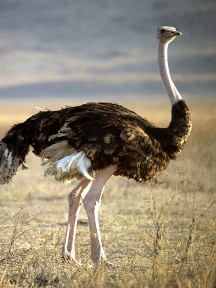 Ostrich | Animal of the world Wiki | Fandom