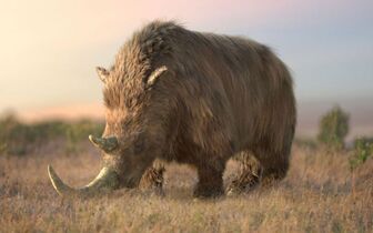 Woolly Rhinoceros