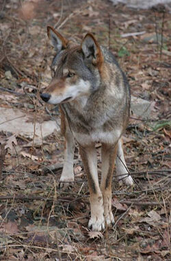 Red Wolf Scale