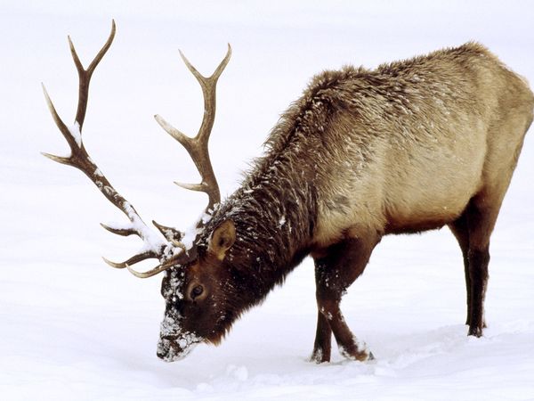 Elk | Animal of the world Wiki | Fandom