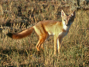 Swift Fox | Animal of the world Wiki | Fandom Swift Fox | Animal of the world Wiki | Fandom