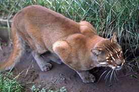 Asian golden cat - Wikipedia