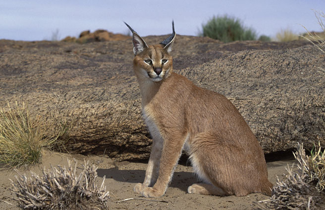 Caracal - Wikipedia