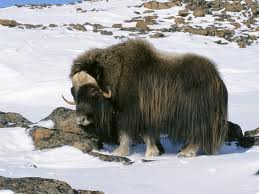 Musk Ox, Adopt Me! Wiki, Fandom