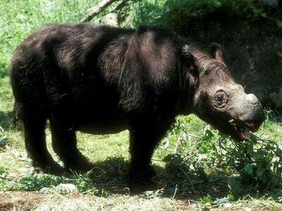 Sumatran Rhino