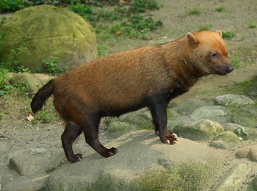 Bush Dog Diet: Essential Nutritional Insights