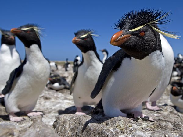 Rockhopper penguin madagascar hotsell