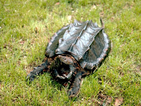 alligator snapping turtle diet